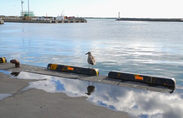 オオセグロカモメ