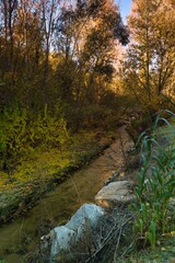 Beautiful autumn scene by a winding creek surrounded by colorful trees and fallen leaves in a peaceful forest setting