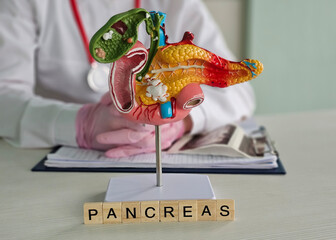 Medical professional examines a detailed model of the pancreas in a clinical