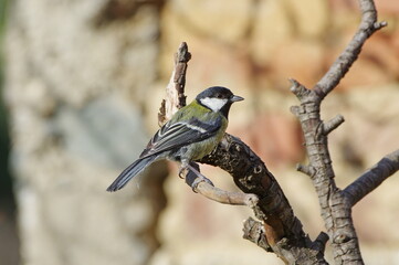 great tit parus major