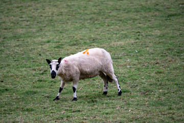 Obraz premium portrait of white sheep with black ears nose and eyes