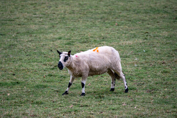 Obraz premium portrait of white sheep with black ears nose and eyes