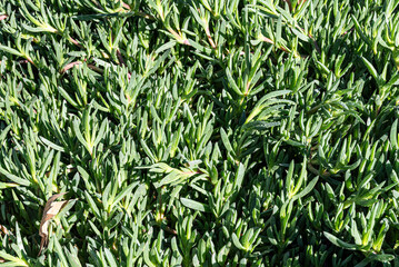 Bright Green Succulent Ground Cover Plant in Natural Sunlight