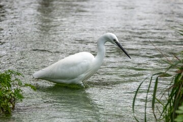 Egret egretta garzetta in the River Test Hampshire England