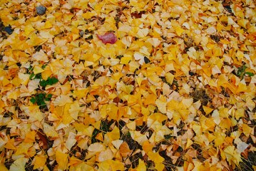 イチョウの落ち葉