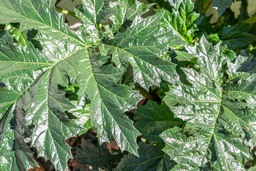 Fototapeta premium Close-Up of Shiny Green Leaves on a Sunny Day