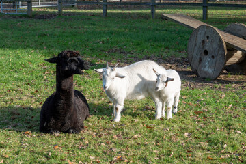 Naklejka premium young goat kids making friends with a pretty black alpaca with a seesaw in the background