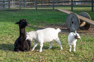 Naklejka premium young goat kid headbutting a pretty black alpaca with a seesaw in the background