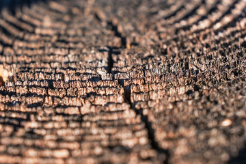 Close-up of an aged tree trunk cross-section with detailed growth rings and natural texture.