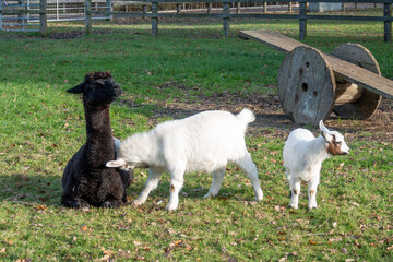 Naklejka premium young goat kid headbutting a pretty black alpaca with a seesaw in the background