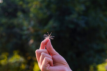 Hand holding a fluffy dandelion seed head against a forest background.