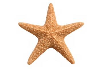 Starfish on a transparent background, a sea animal symbolizing tropical concepts, vacation, marine life, and summer