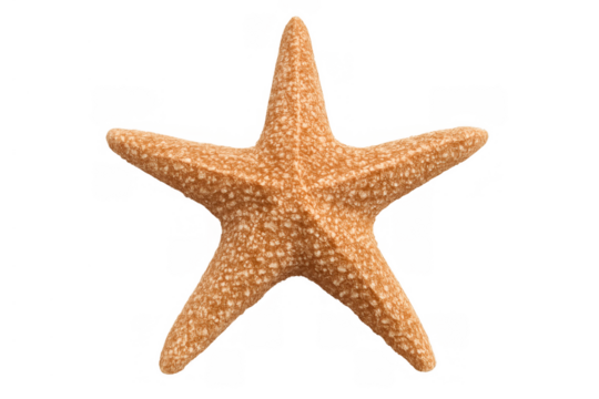 Starfish on a transparent background, a sea animal symbolizing tropical concepts, vacation, marine life, and summer