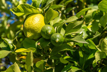 Lemons on a Lush Green Lemon Tree with Ripe Yellow Fruit and Bright Leaves