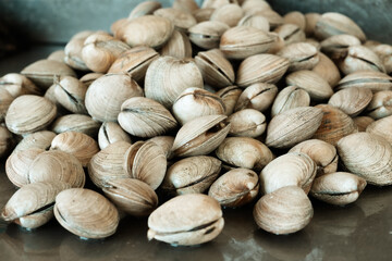 Fresh clams piled, ready for cooking and seafood market
