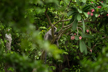 German langurs are feeding in the forest. Rare primates in the Vietnamese jungle. Langurs in the rainforest.