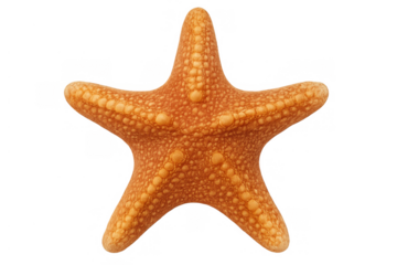 Orange starfish showing textured surface, a marine echinoderm with five arms, isolated on a transparent background