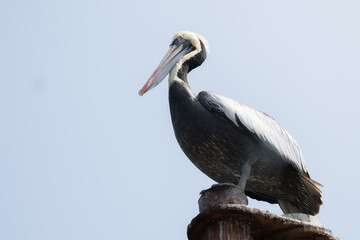 Brown pelican perched on a post against clear sky