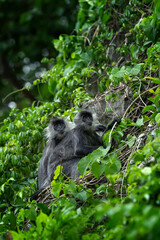 German langurs are feeding in the forest. Rare primates in the Vietnamese jungle. Langurs in the rainforest.