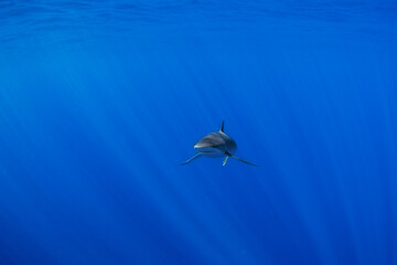 Silky sharks near Cabo in Baja California. Sharks swim in the blue tropical waters. Swimming with common sharks in Mexico.