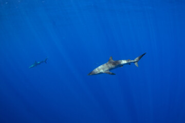 Silky sharks near Cabo in Baja California. Sharks swim in the blue tropical waters. Swimming with common sharks in Mexico.