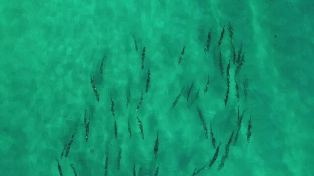 Aerial View of a School of Tarpon in the Ocean