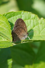 Brown butterfly resting on a green leaf