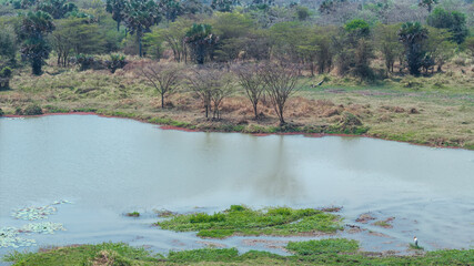 Close-up portrait of a giraffe in a wildlife sanctuary, highlighting its gentle expression and natural habitat.