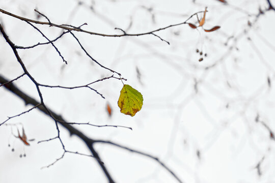 Herbstblatt am Baum