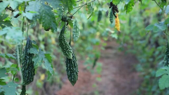 Bitter gourd or bitter melon,momordica charantia on vine plant