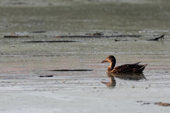 mentre piove nuoto