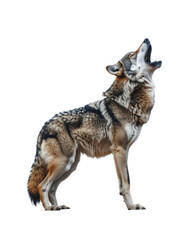 Howling coyote with brown, gray, and black fur, standing upright and looking up with its mouth open, isolated on white