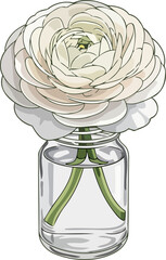 whisper of white delicate ranunculus bloom in a clear glass jar, isolated on transparent background