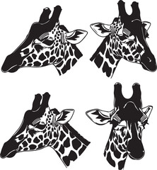 Four giraffe heads in silhouette from multiple angles isolated on white background