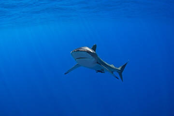 Silky sharks near Cabo in Baja California. Sharks swim in the blue tropical waters. Swimming with common sharks in Mexico.