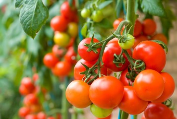 Ripe red tomatoes growing in clusters on healthy green vines inside a greenhouse, showcasing fresh organic produce ready for harvest.