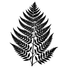fern leaf black and white silhouette on white background