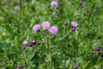 Red-purple flowers of creeping thistle (Cirsium arvense), family Asteraceae. Summer, August, Netherlands	