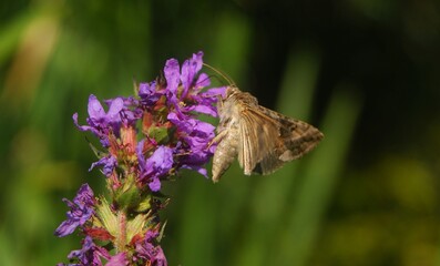 butterfly on a flower