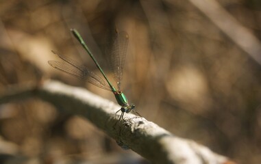 Dragonfly sitting on a branch in central bohemia