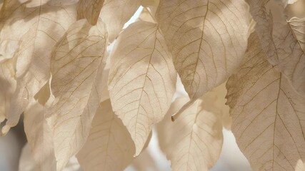 Translucent, veined dried leaves backlit by soft light - Powered by Adobe