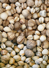 Herzmuscheln,  cockles