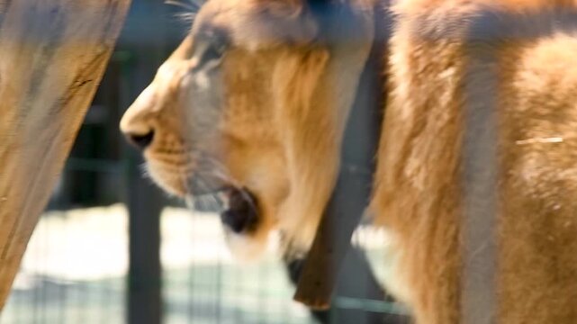 Portrait of a young lion in an aviary in a cat shelter