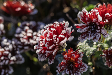 Frozen droplets on blooming roses evoke peaceful winter morning atmosphere