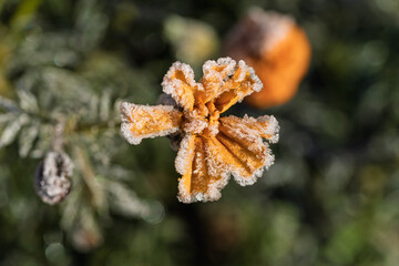 Frozen blossom details, Icecovered withered flower highlights seasonal transition mood