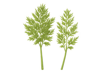 Fototapeta premium Fresh carrot greens and foliage representing organic farming, healthy eating, and natural ingredients on transparent background