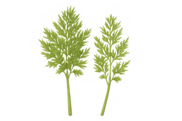 Fresh carrot greens and foliage representing organic farming, healthy eating, and natural ingredients on transparent background