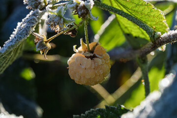 Highresolution image highlighting frozen frost structures on ripe raspberry berry