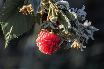 Brightly hued raspberry accented by frost and sparkling winter crystals