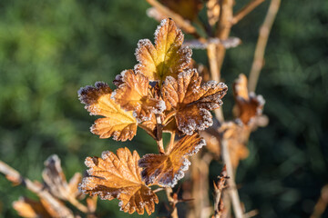 Rustic garden lighting illuminates intricate leaf structures during season transition
